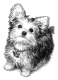 pnut